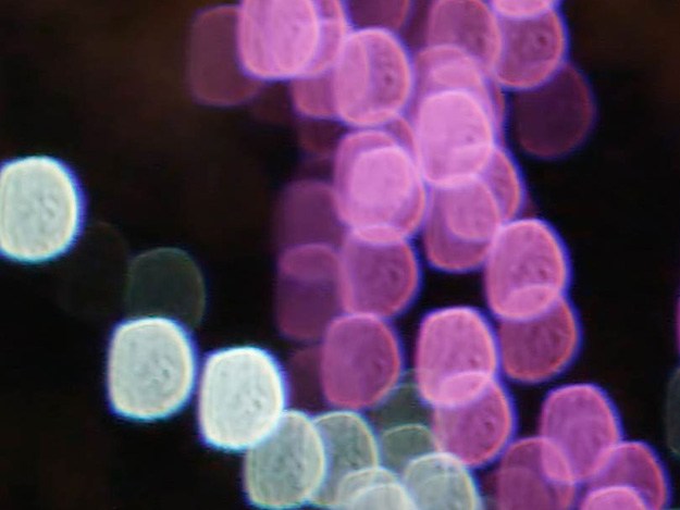 DG_vol25_10_ananorphic_UP