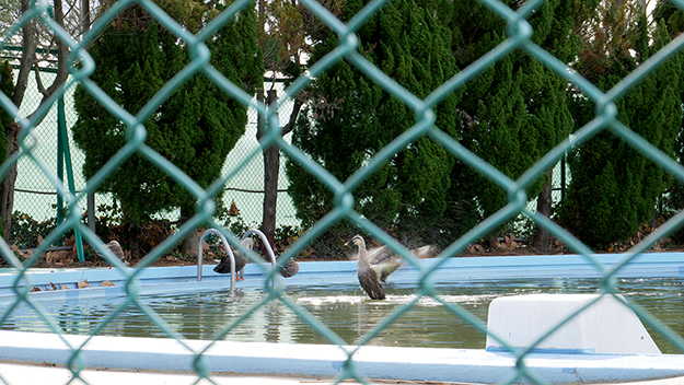 カモが羽ばたく瞬間を連射モードにして撮影
