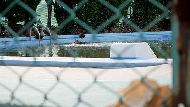 カモが羽ばたいた後