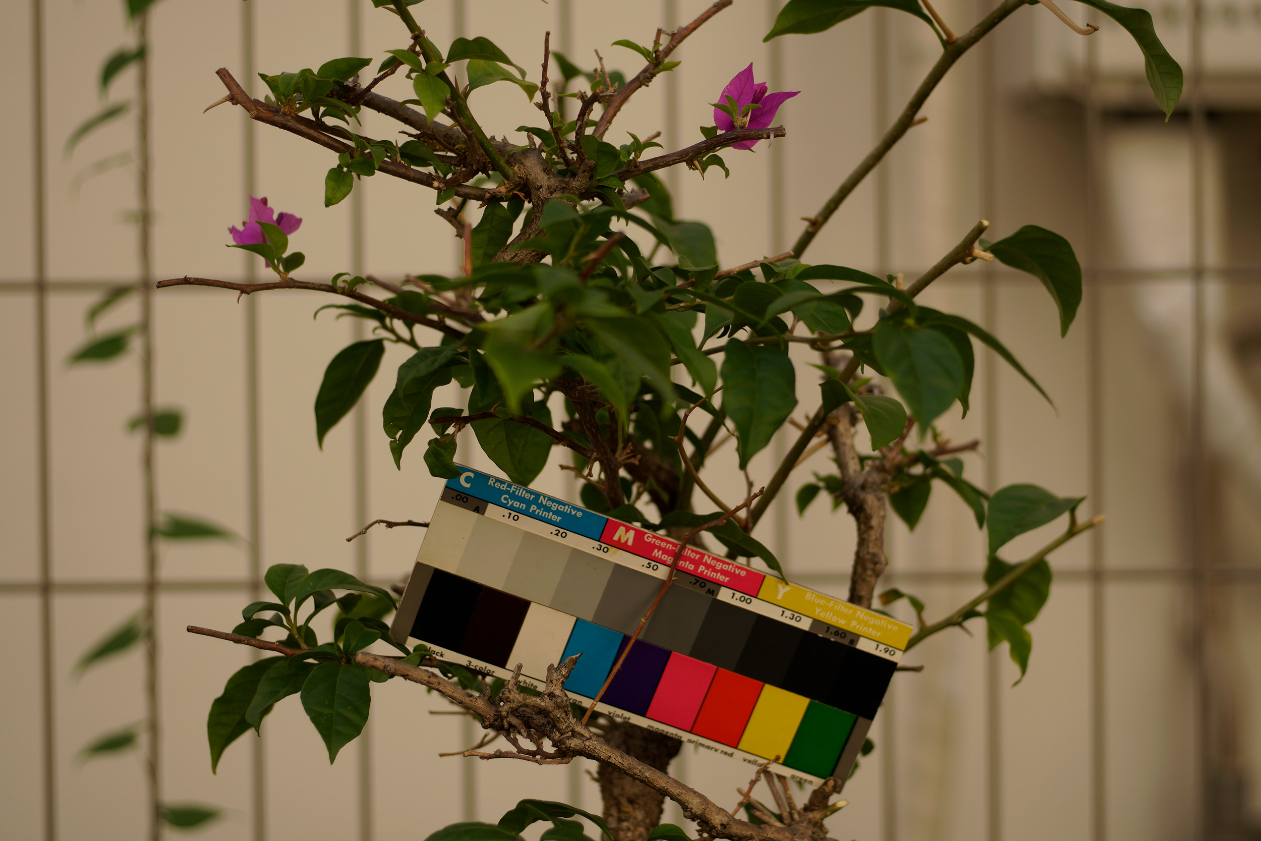 マイクロニッコール55mm