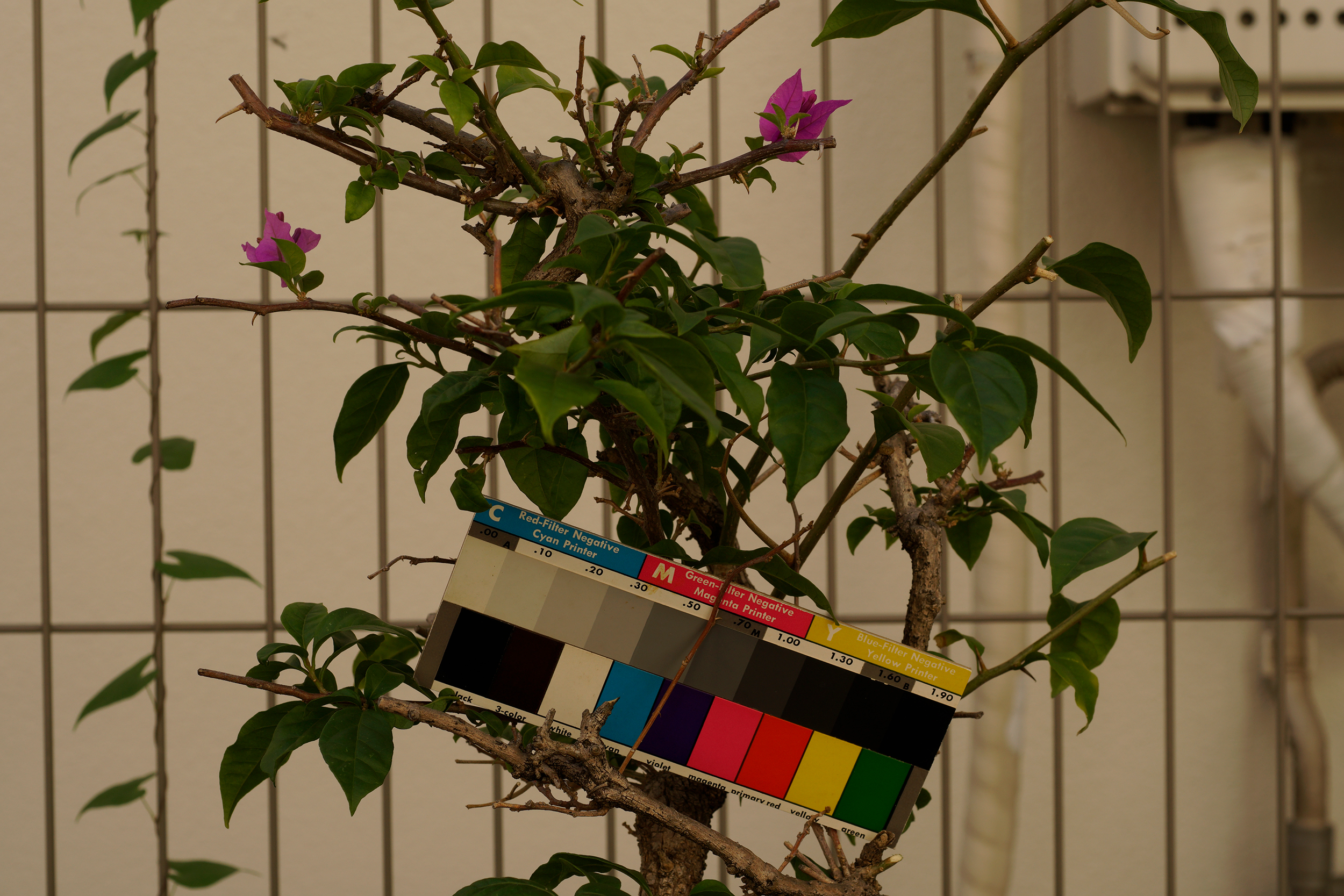 マイクロニッコール55mm