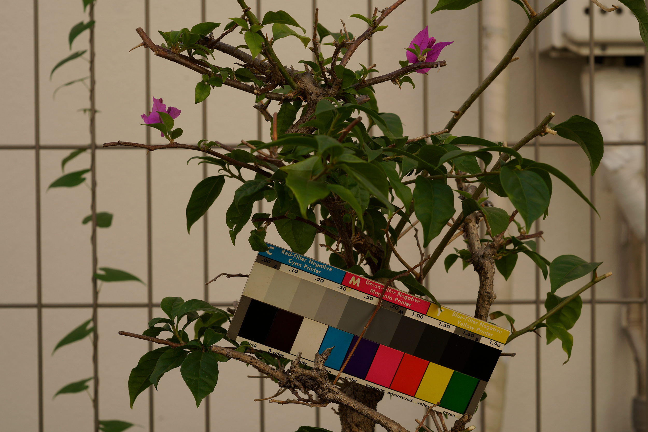 ELニッコール50mm旧タイプ