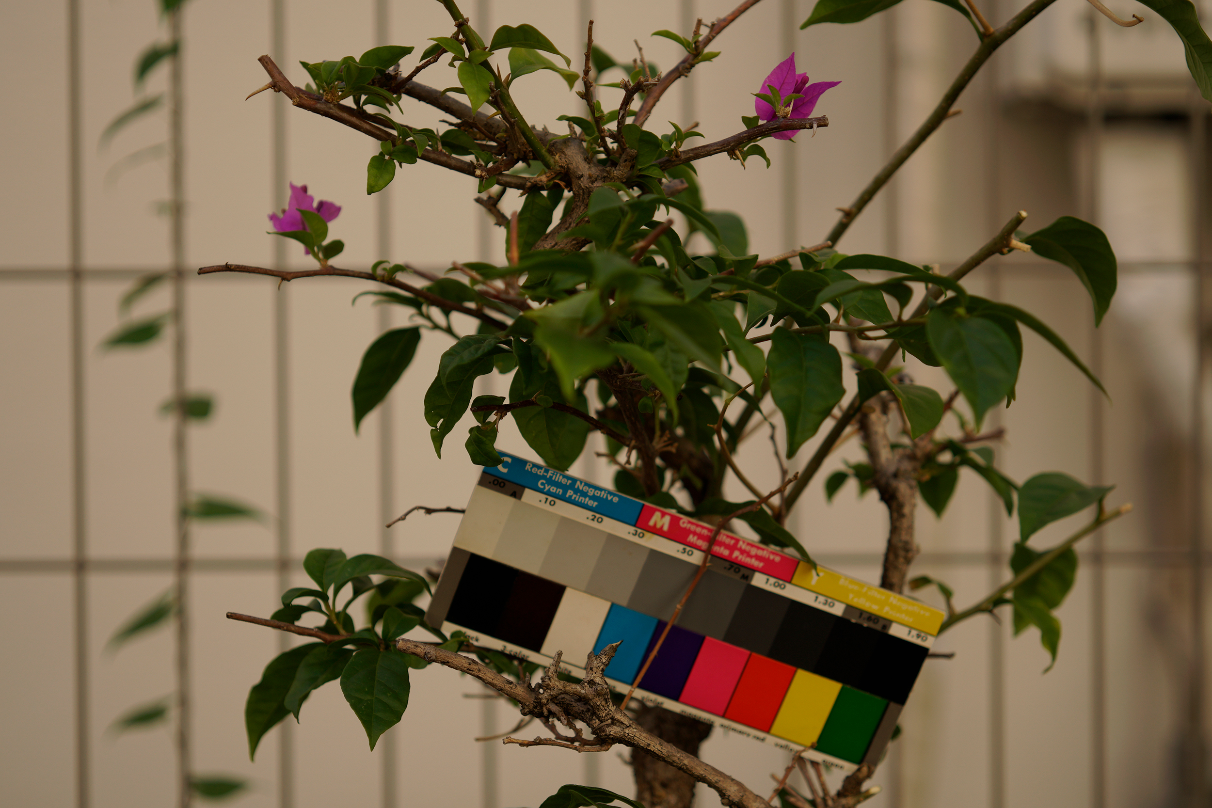 ELニッコール50mm旧