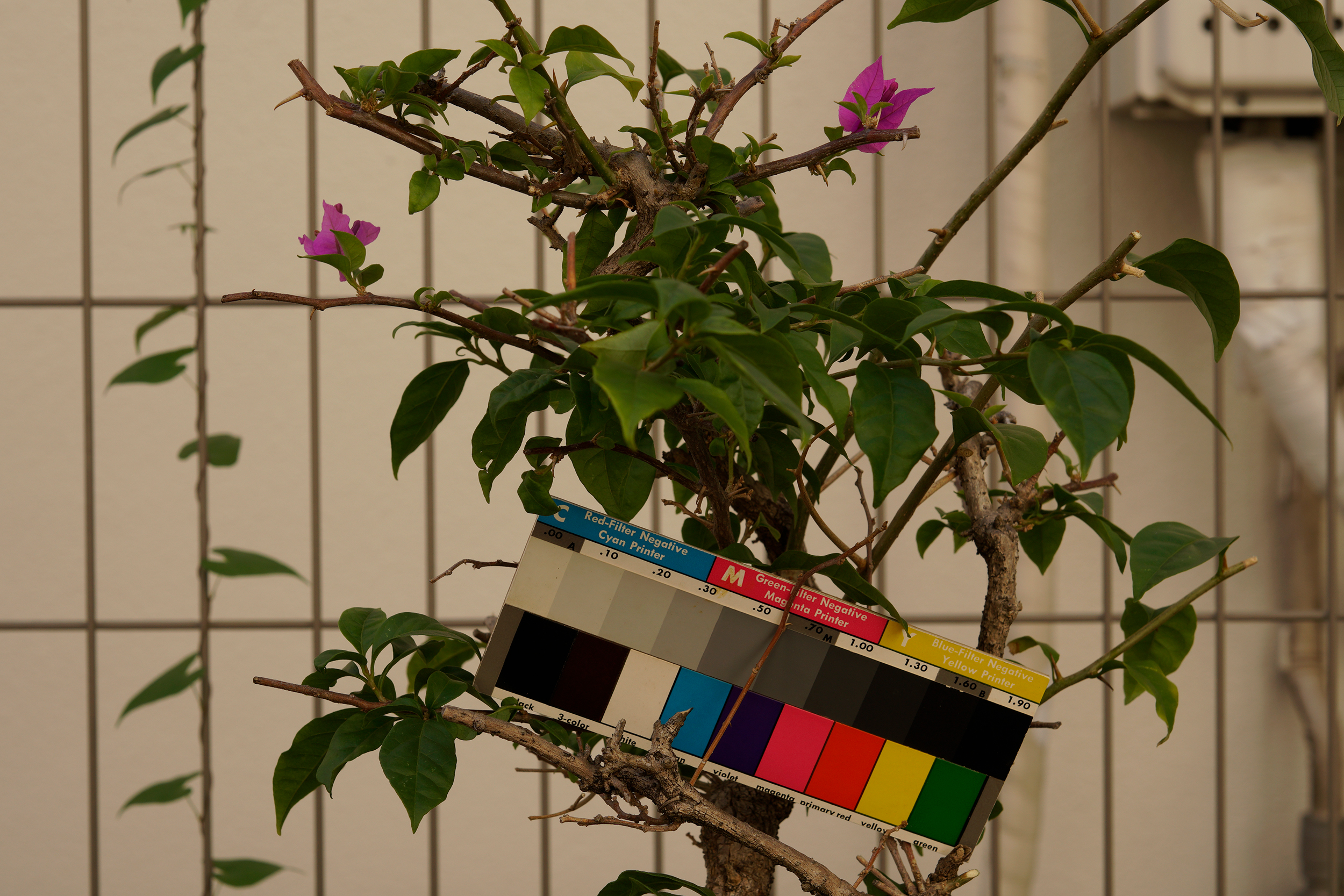 ELニッコール50mm旧