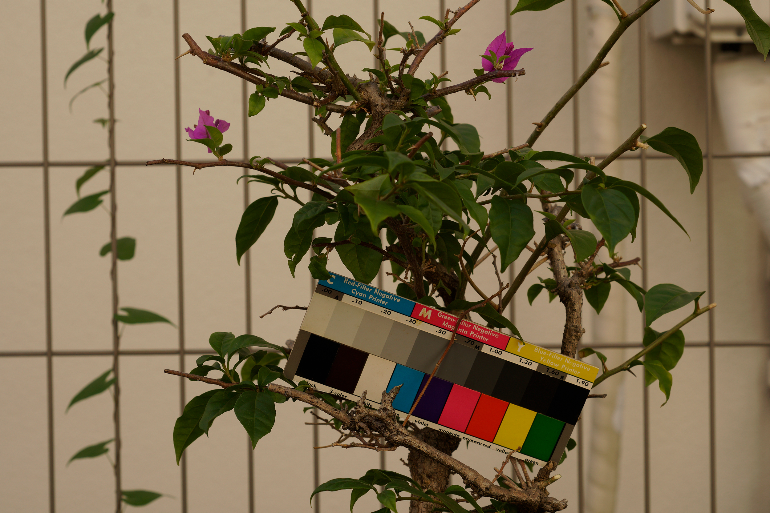 ELニッコール63mm