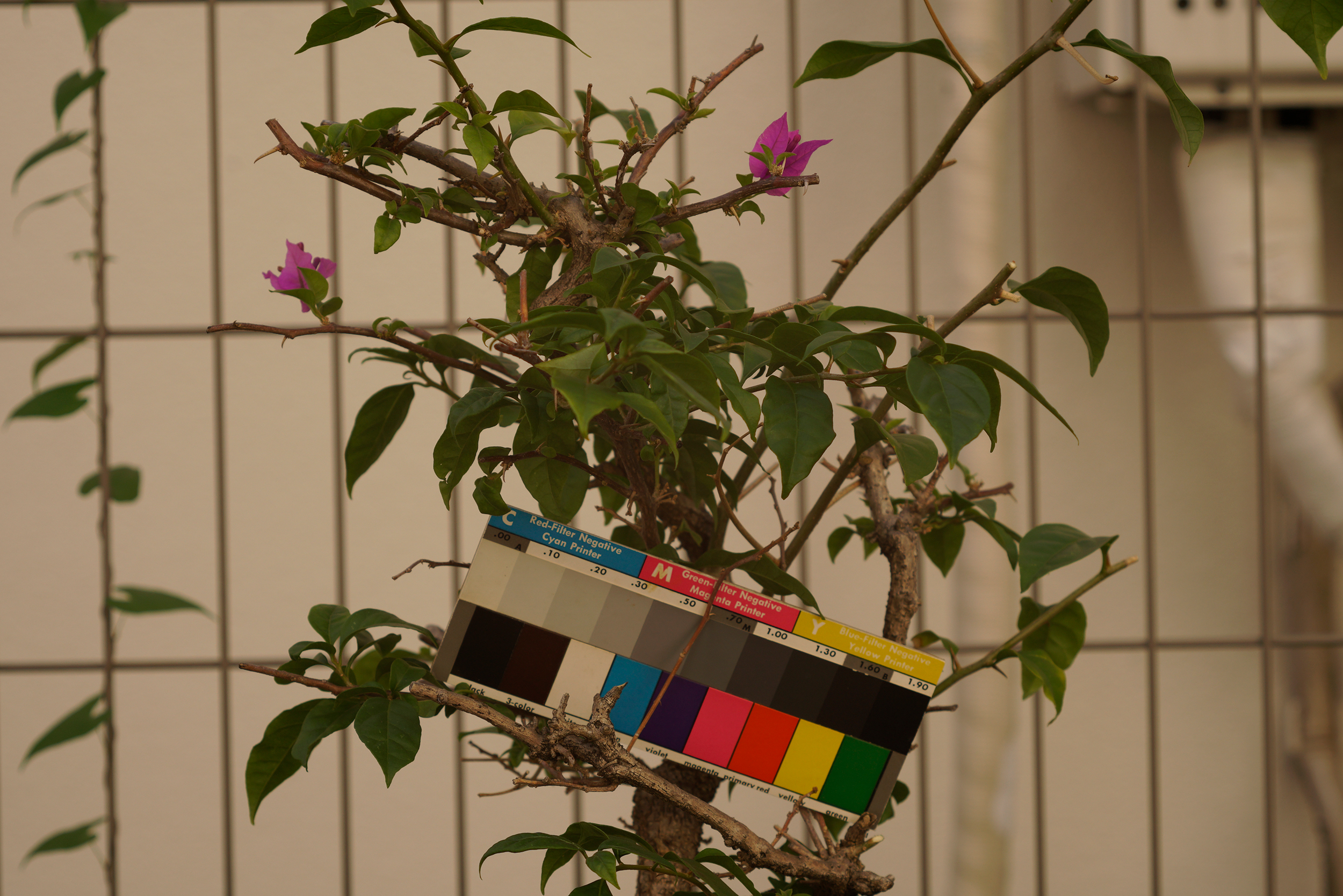 ELニッコール80mm