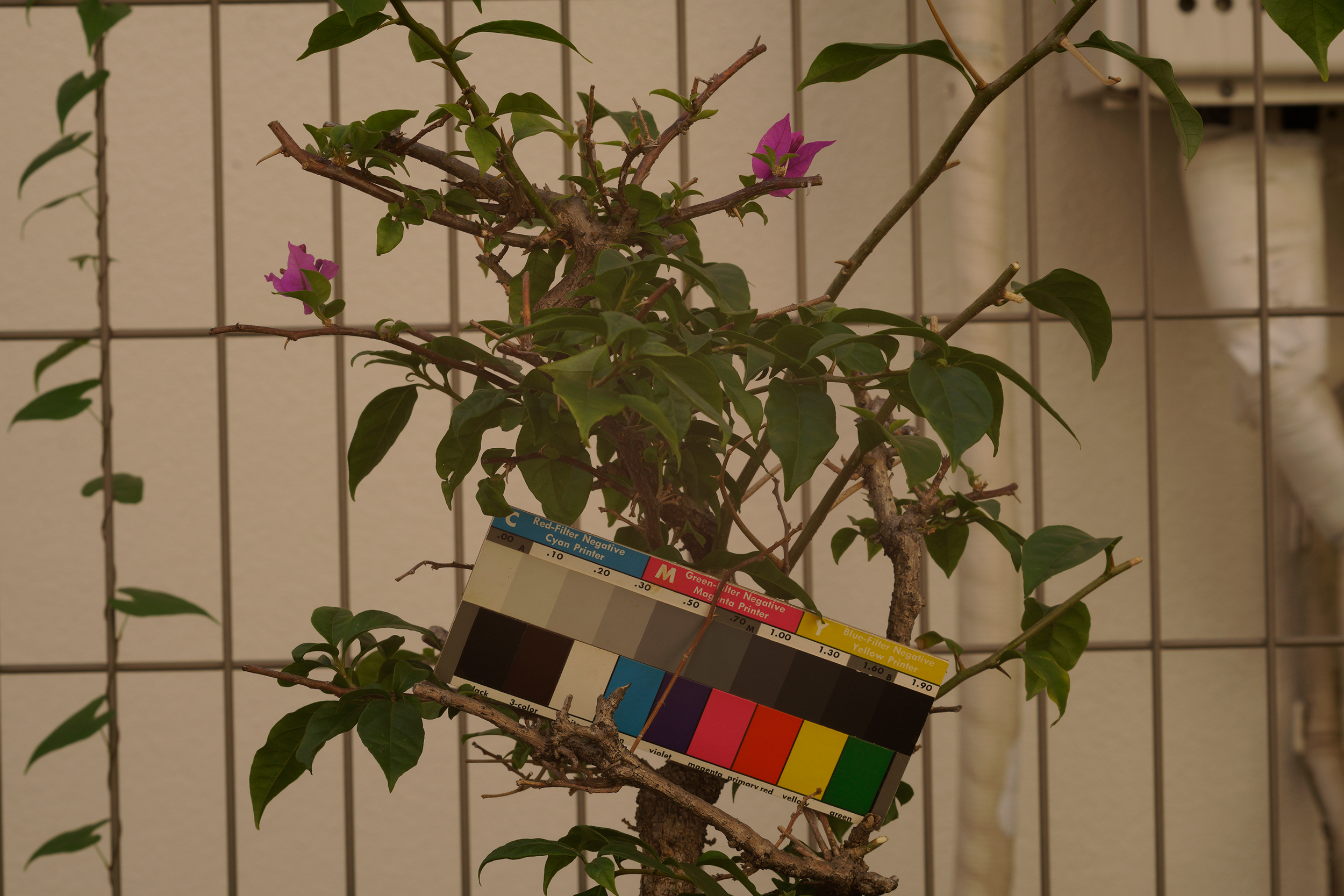 ELニッコール80mm