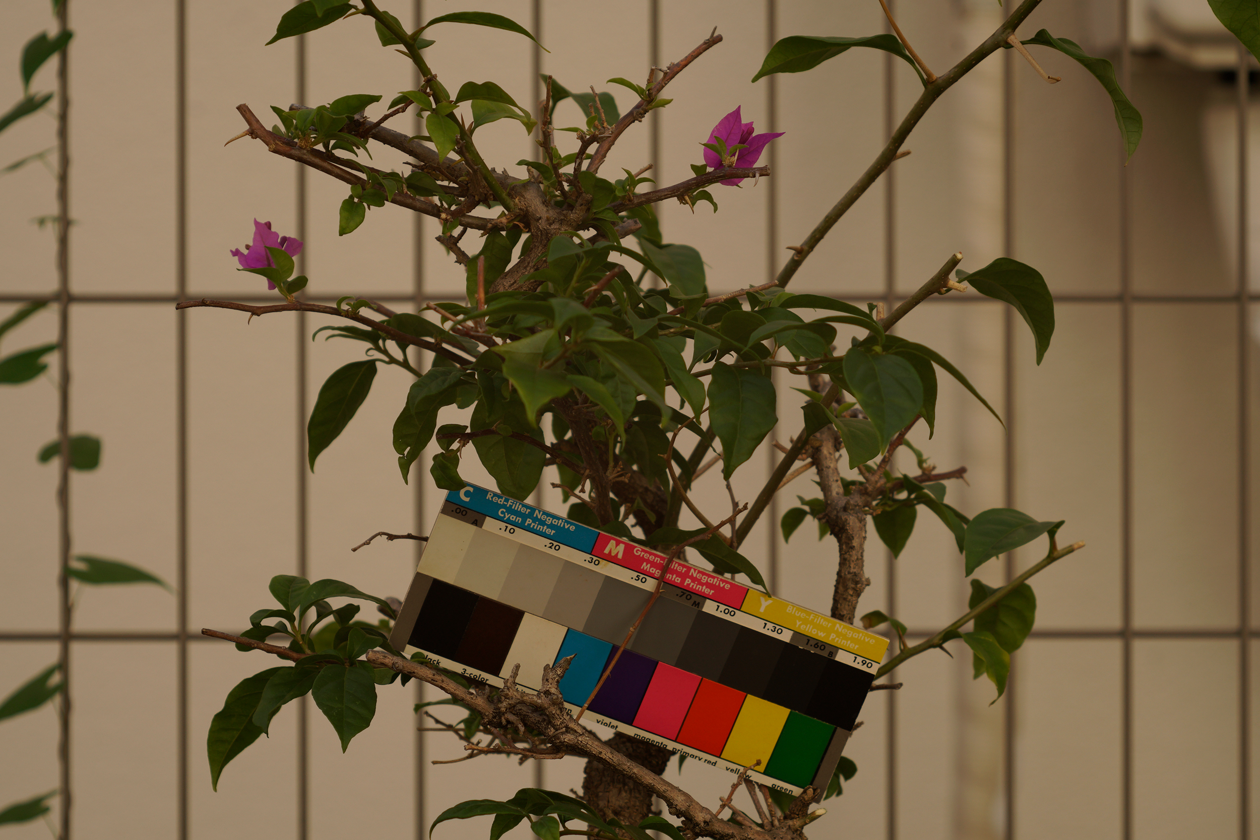 ELニッコール105mm