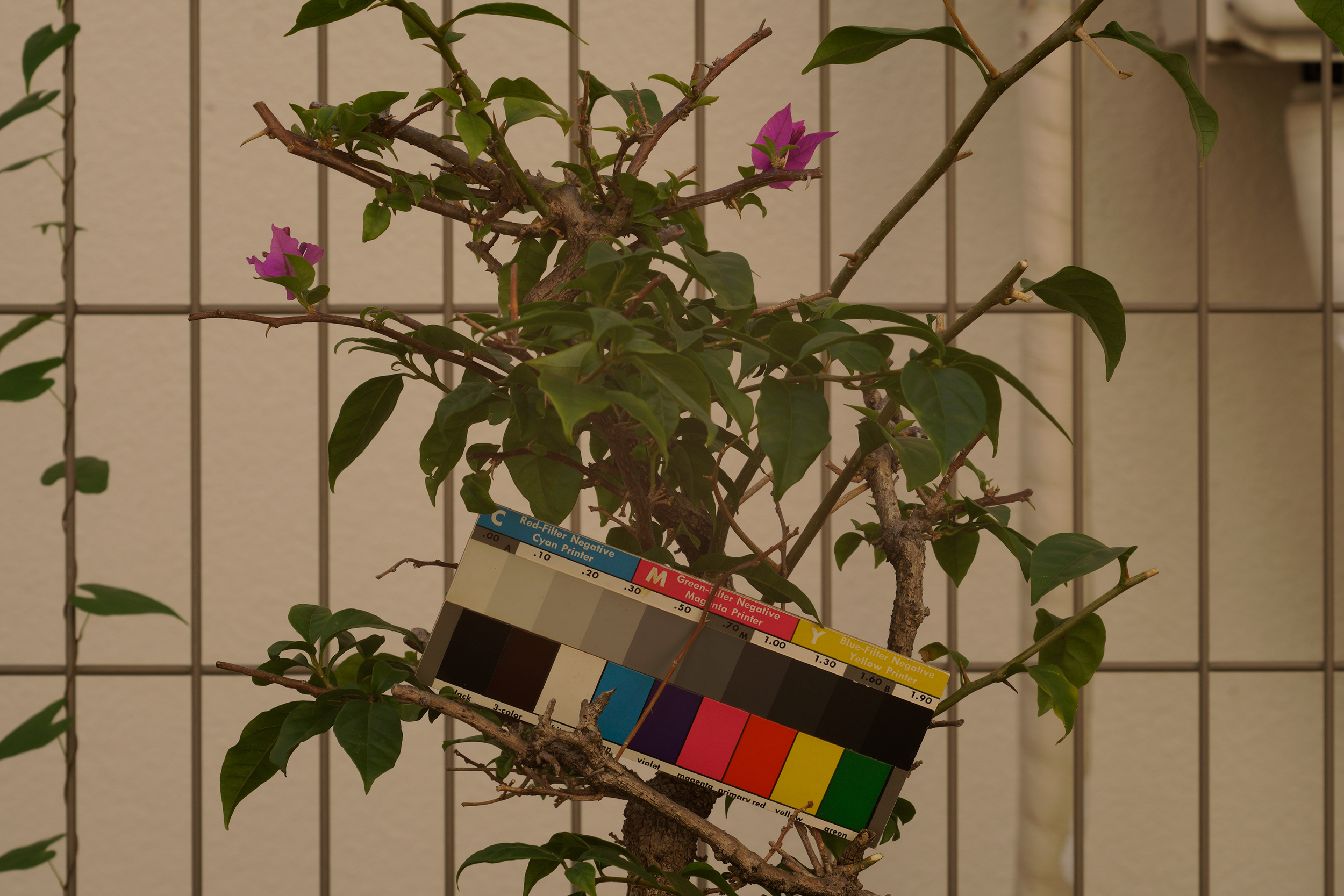 ELニッコール105mm