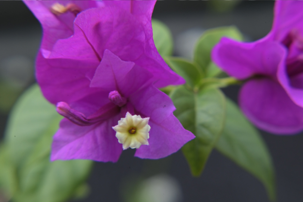 Vol.15 爺の暇つぶし-ベローズ（蛇腹）考-[爺の嫌がらせ]