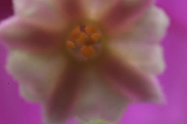 Vol.15 爺の暇つぶし-ベローズ（蛇腹）考-[爺の嫌がらせ]