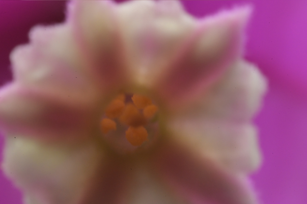 Vol.15 爺の暇つぶし-ベローズ（蛇腹）考-[爺の嫌がらせ]