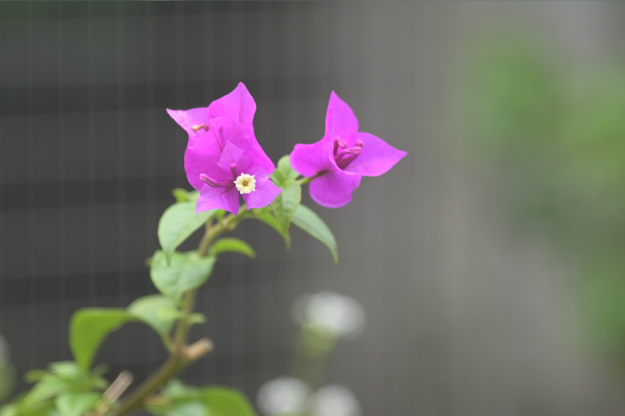 Vol.15 爺の暇つぶし-ベローズ（蛇腹）考-[爺の嫌がらせ]