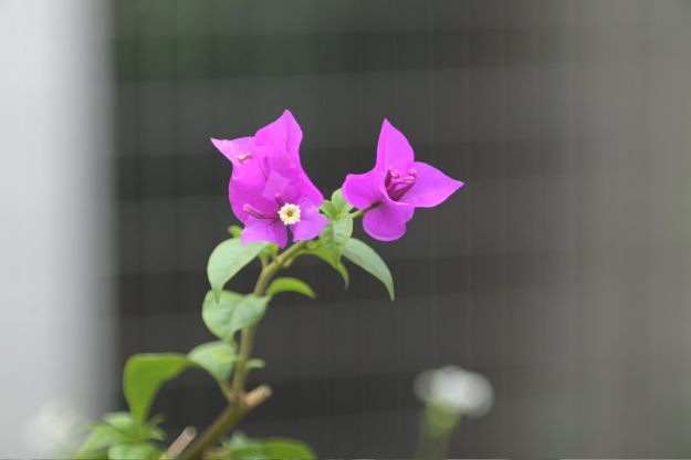 Vol.15 爺の暇つぶし-ベローズ（蛇腹）考-[爺の嫌がらせ]