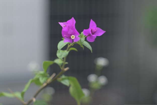 Vol.15 爺の暇つぶし-ベローズ（蛇腹）考-[爺の嫌がらせ]