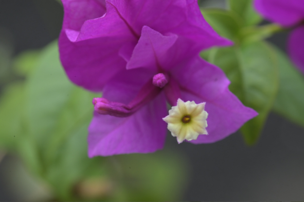 Vol.15 爺の暇つぶし-ベローズ（蛇腹）考-[爺の嫌がらせ]