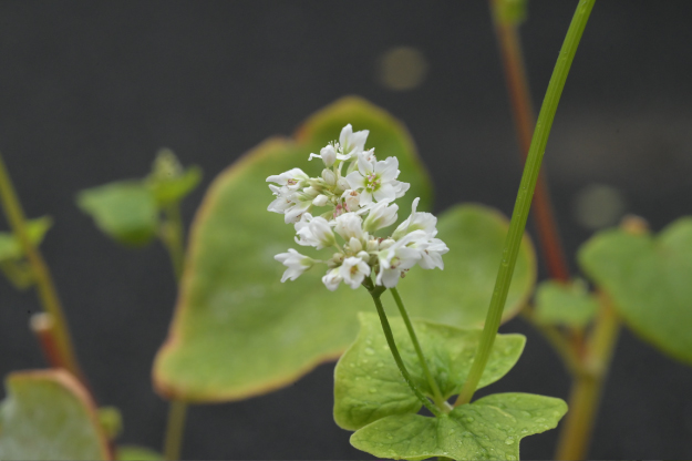 Vol.15 爺の暇つぶし-ベローズ（蛇腹）考-[爺の嫌がらせ]