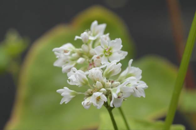 Vol.15 爺の暇つぶし-ベローズ（蛇腹）考-[爺の嫌がらせ]