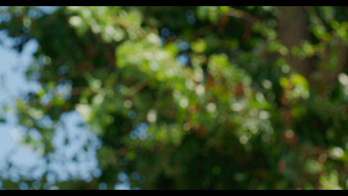 2208022_CATTAACE_15ex